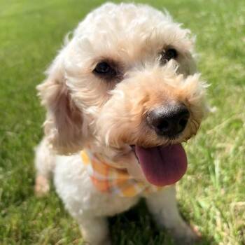 Miniature Poodle Dogs Available for Adoption in Cincinnati, Ohio - Willow | PetCurious