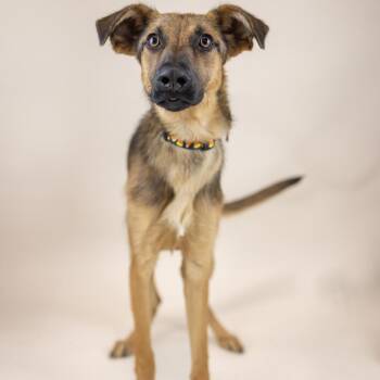 Mixed Breed Dogs Available for Adoption - Rumi | PetCurious