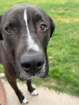 Great Dane and Black Labrador Retriever Dogs Available for Adoption in Bullard, Texas - Turk | PetCurious