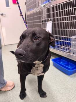 Mixed Breed Dogs Available for Adoption - Casserole | PetCurious