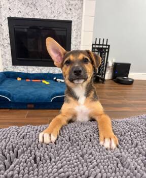 Kayai -  German Shepherd Dog and Labrador Retriever Dog for Adoption in Houston, Texas - Kayai | PetCurious