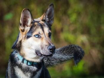 Kira -  German Shepherd Dog and Husky Dog for Adoption in Pointe-fortune, Quebec - Kira | PetCurious