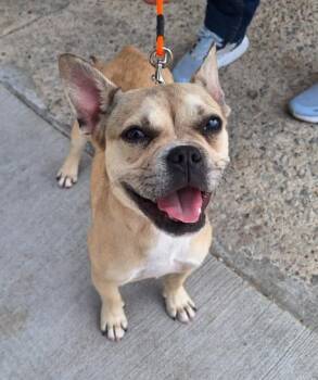 Mixed Breed Dogs Available for Adoption - BLAKE | PetCurious