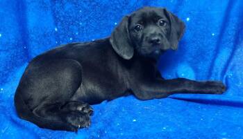 Labrador Retriever Dogs Available for Adoption - 260278  Snapdragon | PetCurious