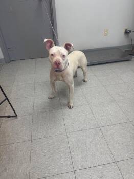 Tate -  Pit Bull Terrier Dog for Adoption in Sorrento, Louisiana - Tate | PetCurious