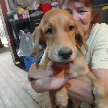 Daisy -  Hound Dog for Adoption in Ferndale, Michigan - Daisy | PetCurious