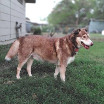 Husky and German Shepherd Dog Dogs Available for Adoption in Austin, Texas - Ruben JuM | PetCurious