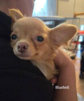 Chihuahua Dogs Available for Adoption - Bluebell (NY) | PetCurious