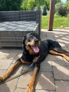 Rottweiler Dogs Available for Adoption in Grand Rapids, Michigan - Booster | PetCurious
