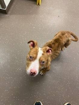 Rescue Pit Bull Terrier and Mixed Breed Dogs for Adoption in South Bend, Indiana - Wilbur | PetCurious