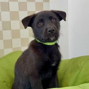 Lucky Care Bear -  Black Labrador Retriever and Black Mouth Cur Dog for Adoption in Friendswood, Texas - Lucky Care Bear | PetCurious
