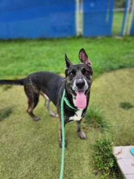 CLINT -  Mixed Breed Dog for Adoption in Ashland, Ohio - CLINT | PetCurious