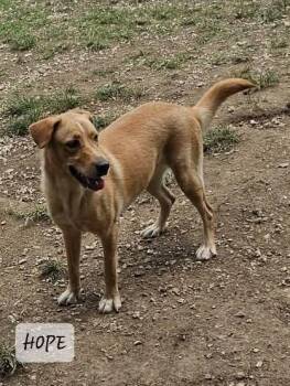 Labrador Retriever Dogs Available for Adoption in Milford, New Hampshire - Hope | PetCurious