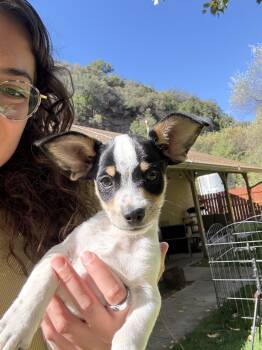 Skipper -  Chihuahua and Dachshund Dog for Adoption in Atascadero, California - Skipper | PetCurious