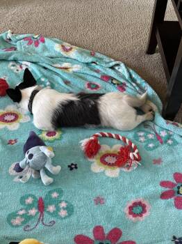 Corgi Dogs Available for Adoption in Plymouth, Michigan - Anna | PetCurious