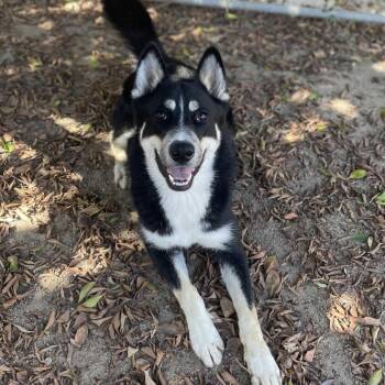 Blinky -  Siberian Husky and Mixed Breed Dog for Adoption in Riverside, California - Blinky | PetCurious