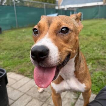 PJ -  Mixed Breed Dog for Adoption in East Hanover, New Jersey - PJ | PetCurious