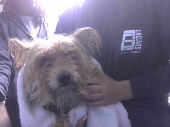 Rescue Yorkshire Terrier Dogs for Adoption in Tallahassee, Florida - CASSIE | PetCurious