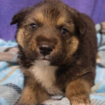 Lemoncello D10257 -  German Shepherd Dog and Labrador Retriever Dog for Adoption - Lemoncello D10257 | PetCurious