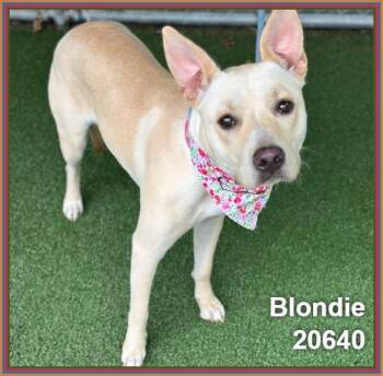 BLONDIE -  Shepherd and Pit Bull Terrier Dog for Adoption in Marietta, Georgia - BLONDIE | PetCurious