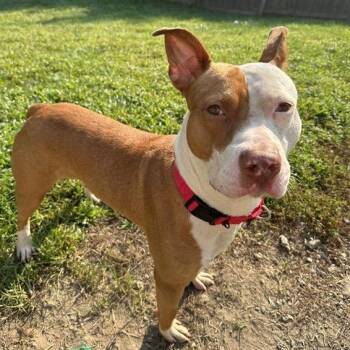 Harris -  Pit Bull Terrier Dog for Adoption in Indianapolis, Indiana - Harris | PetCurious