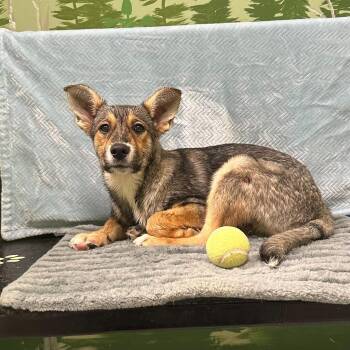 Moana -  Husky and Corgi Dog for Adoption in Logan, Utah - Moana | PetCurious