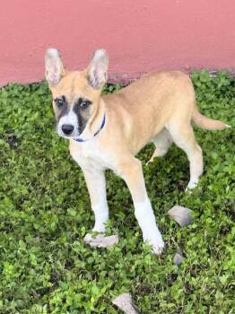 Rescue Labrador Retriever Dogs for Adoption - Ryder | PetCurious
