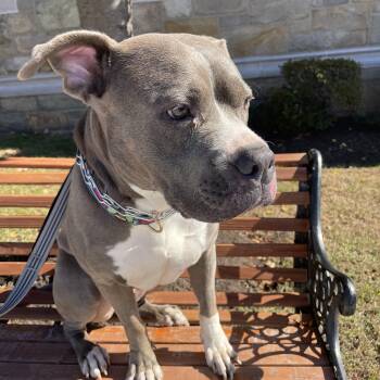 Rescue American Bully Dogs for Adoption in East Orange, New Jersey - Bonnie | PetCurious