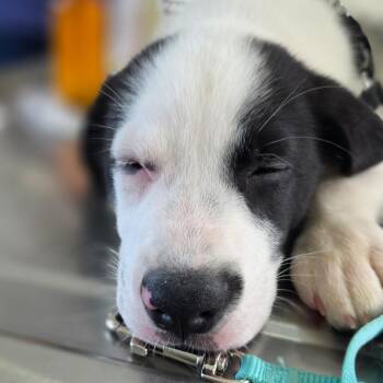 Duke -  Husky and Mixed Breed Dog for Adoption in Chapel Hill, North Carolina - Duke | PetCurious