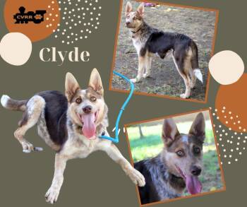 Rescue Australian Cattle Dog Blue Heeler and Shepherd Dogs for Adoption in Lindsay, California - Clyde | PetCurious