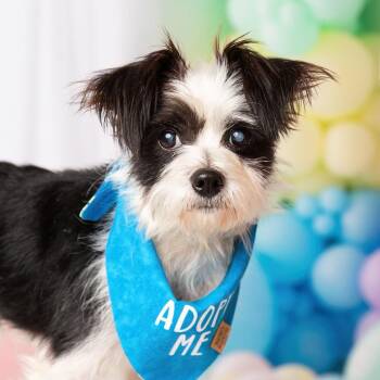 LOUIE has cataracts -  Maltese and Yorkie Poo Dog for Adoption in Kaufman, Texas - LOUIE Has Cataracts | PetCurious