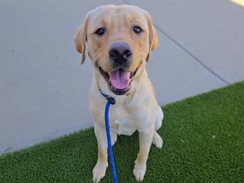 Labrador Retriever Dogs Available for Adoption in Auburn, California - FANTABULOUS | PetCurious