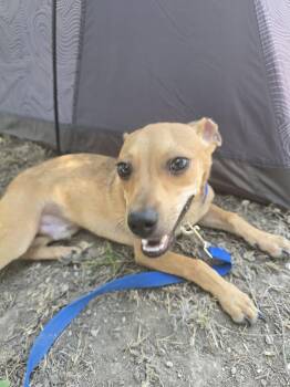 Asher -  Miniature Pinscher and Chihuahua Dog for Adoption in San Antonio, Texas - Asher | PetCurious