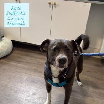 American Staffordshire Terrier Dogs Available for Adoption in Tampa, Florida - Kade | PetCurious