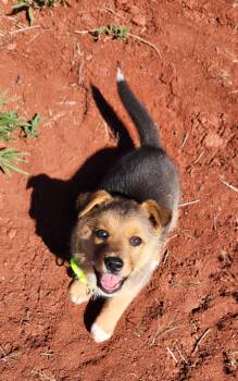 Pomeranian and Mixed Breed Dogs Available for Adoption in Goldendale, Washington - Bell | PetCurious