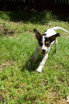 Purdy -  Beagle and Australian Cattle Dog Blue Heeler Dog Available for Adoption in Dale City, Virginia - Purdy | PetCurious