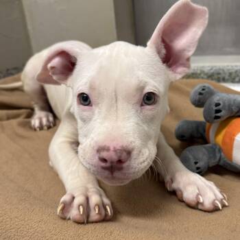 Jackie (ID 53229) -  Pit Bull Terrier Dog for Adoption in Manassas, Virginia - Jackie (ID 53229) | PetCurious
