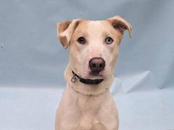 Koda -  Pit Bull Terrier and Mixed Breed Dog for Adoption in Minneapolis, Minnesota - Koda | PetCurious