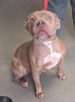 Rescue American Staffordshire Terrier Dogs for Adoption in Tulare, California - Brittney | PetCurious