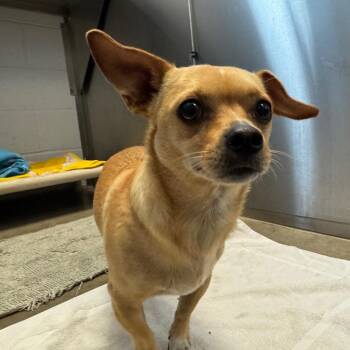 Marshall -  Chihuahua Dog for Adoption in York, Pennsylvania - Marshall | PetCurious