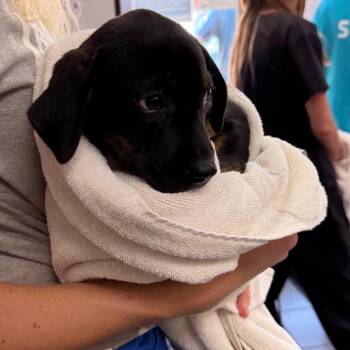 Sonya -  Mixed Breed Dog for Adoption in Walker, Michigan - Sonya | PetCurious
