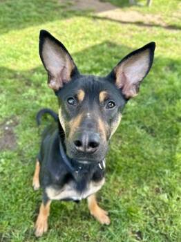Mixed Breed Dogs Available for Adoption - Athena | PetCurious