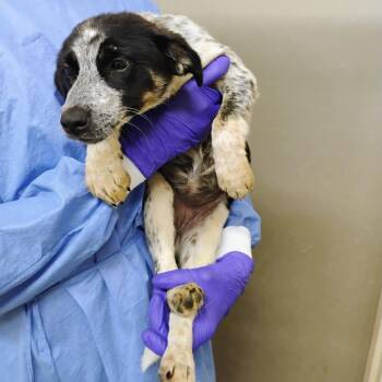 Australian Cattle Dog Blue Heeler Dogs Available for Adoption in Duncan, Oklahoma - Gwen | PetCurious