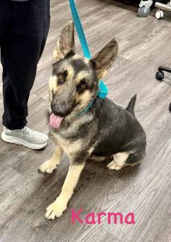 Karma -  German Shepherd Dog Dog for Adoption in Semmes, Alabama - Karma | PetCurious