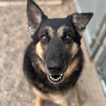 Rescue German Shepherd Dog Dogs for Adoption in Fargo, North Dakota - Memaw | PetCurious