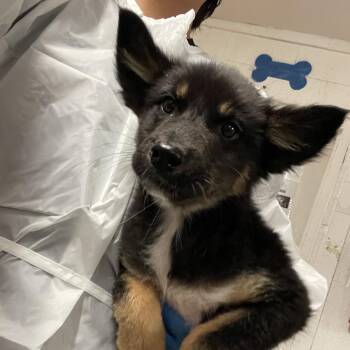 German Shepherd Dog Dogs Available for Adoption - Mikayla | PetCurious