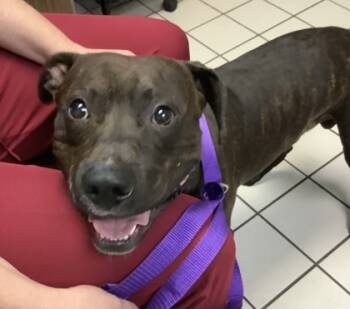 Rescue American Staffordshire Terrier and Mixed Breed Dogs for Adoption in Largo, Florida - Luther | PetCurious