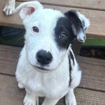 Rescue Mixed Breed Dogs for Adoption in Brownsboro, Alabama - Alfalfa | PetCurious