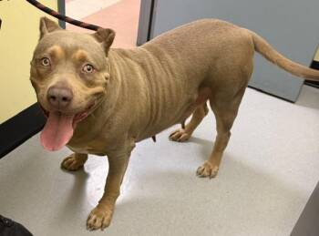 KAIA -  American Bulldog and Mixed Breed Dog for Adoption in San Jose, California - KAIA | PetCurious