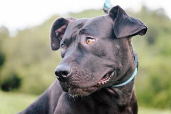 Rescue Black Labrador Retriever and Pit Bull Terrier Dogs for Adoption in Gradyville, Kentucky - Karen | PetCurious